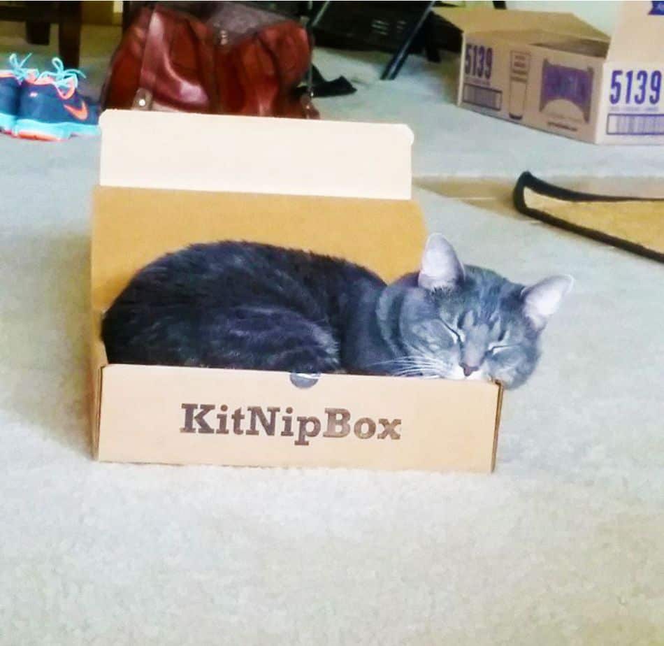 kitnipbox cat