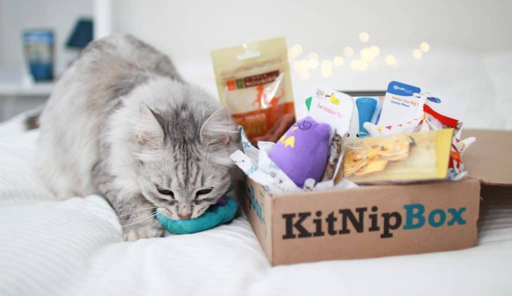 kitnipbox