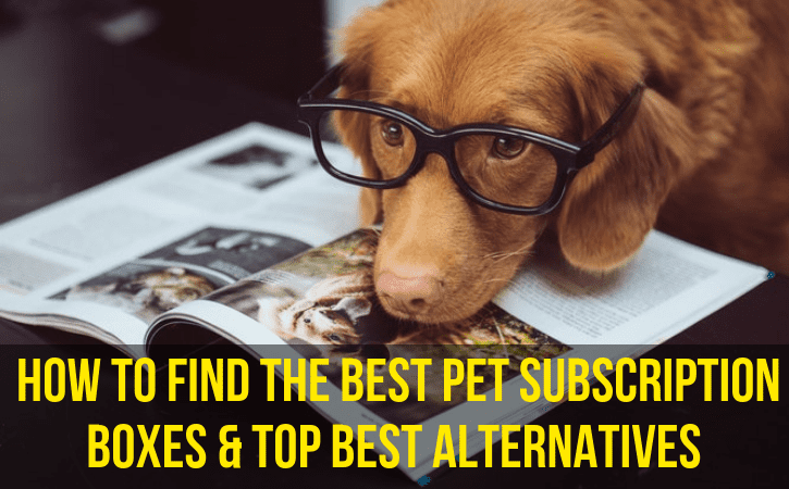 How to Find the Best Pet Subscription Boxes