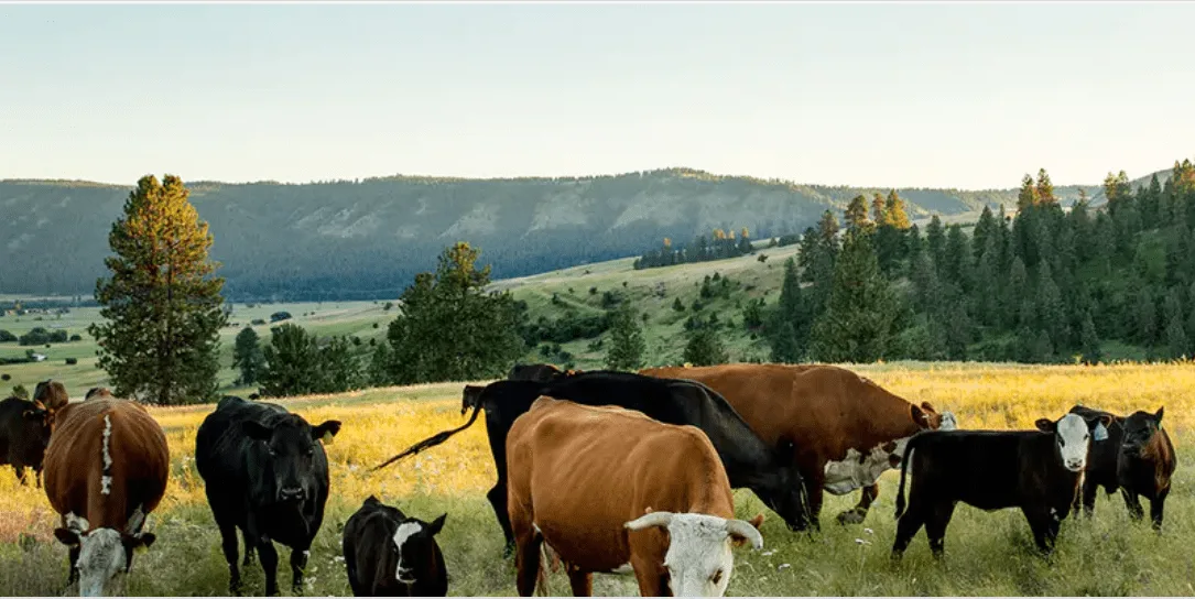 Crowd Cow Review