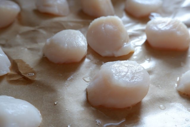 sea to table scallops