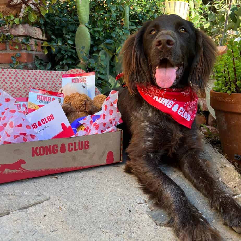 kong club dog subscription box