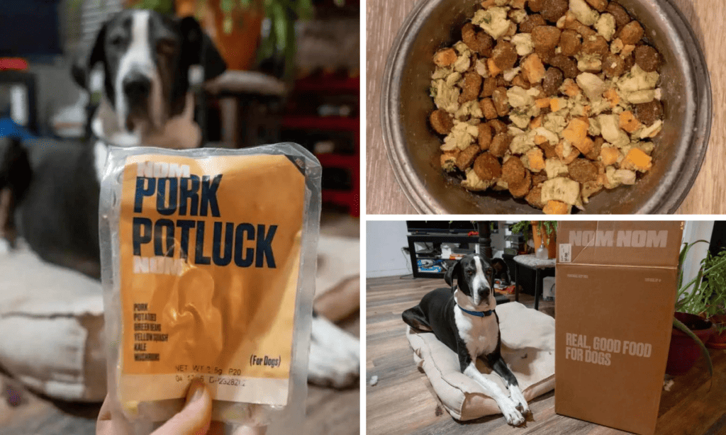 Nom Nom Dog Food Subscription Review Does Daphne Approve? Subscriboxer