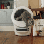 Best Kitty Litter Subscriptions