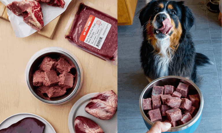 Top Farmer’s Dog Alternatives for Fresh Food Lovers we feed raw