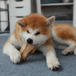 Top Farmer’s Dog Alternatives for Fresh Food Lovers