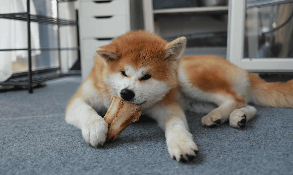 Top Farmer’s Dog Alternatives for Fresh Food Lovers