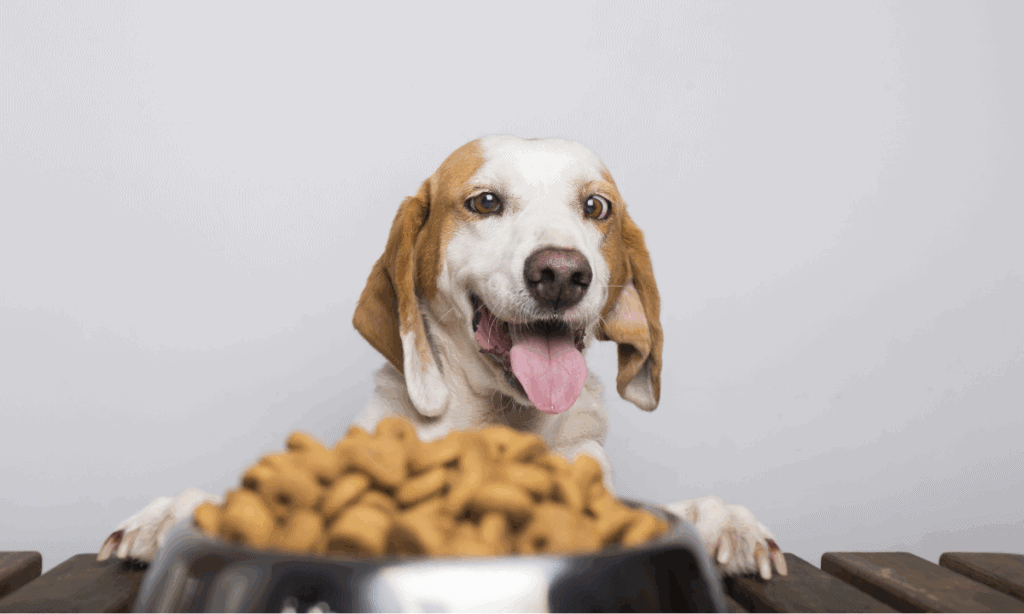 Ollie Dog Food Subscription Alternatives