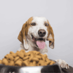 Ollie Dog Food Subscription Alternatives