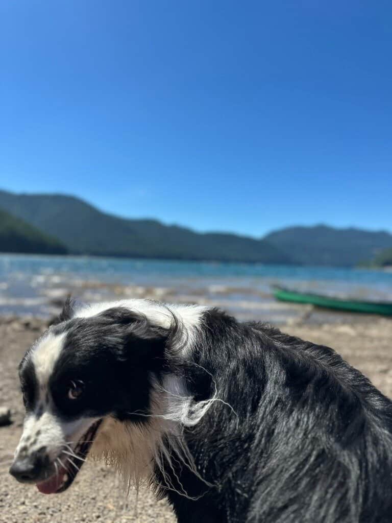 Cooper coat shinier and softer