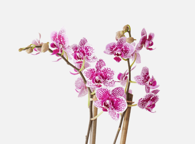 UrbanStems Orchid Elegance