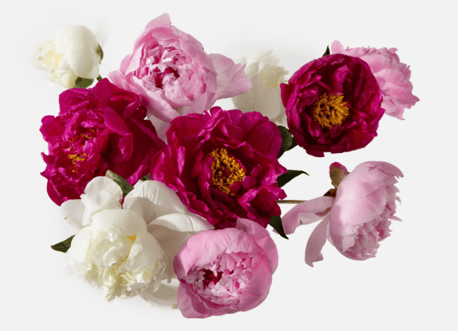UrbanStems Dahlia and Peony Duo