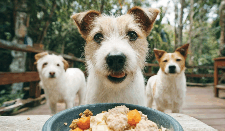 We Feed Raw vs Farmer’s Dog Cooked Food: What Actually Works for Your Dog