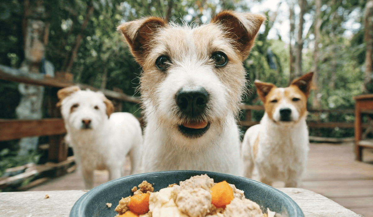 We Feed Raw vs Farmer’s Dog Cooked Food: What Actually Works for Your Dog