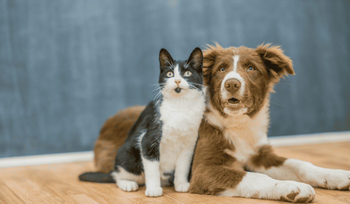 cat and pup