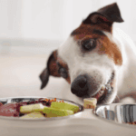 Best Raw Dog Food Subscription Services in 2026: A Transparent Comparison For Pet Parents