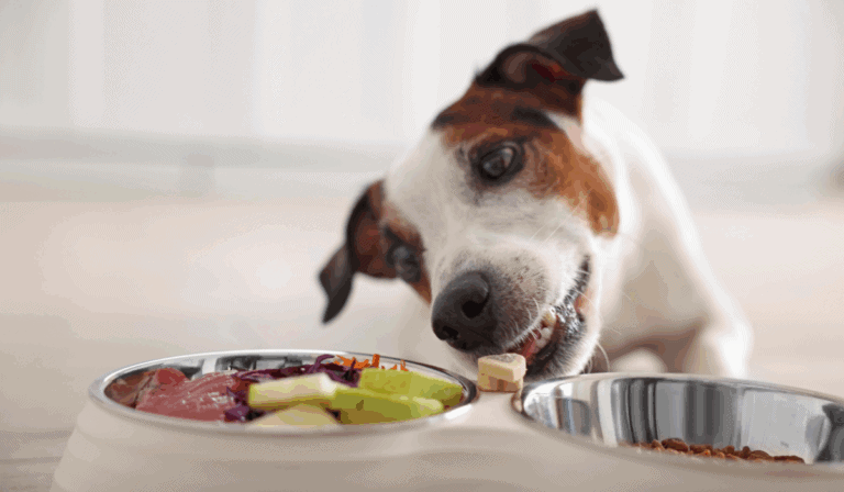 Best Raw Dog Food Subscription Services in 2026: A Transparent Comparison For Pet Parents