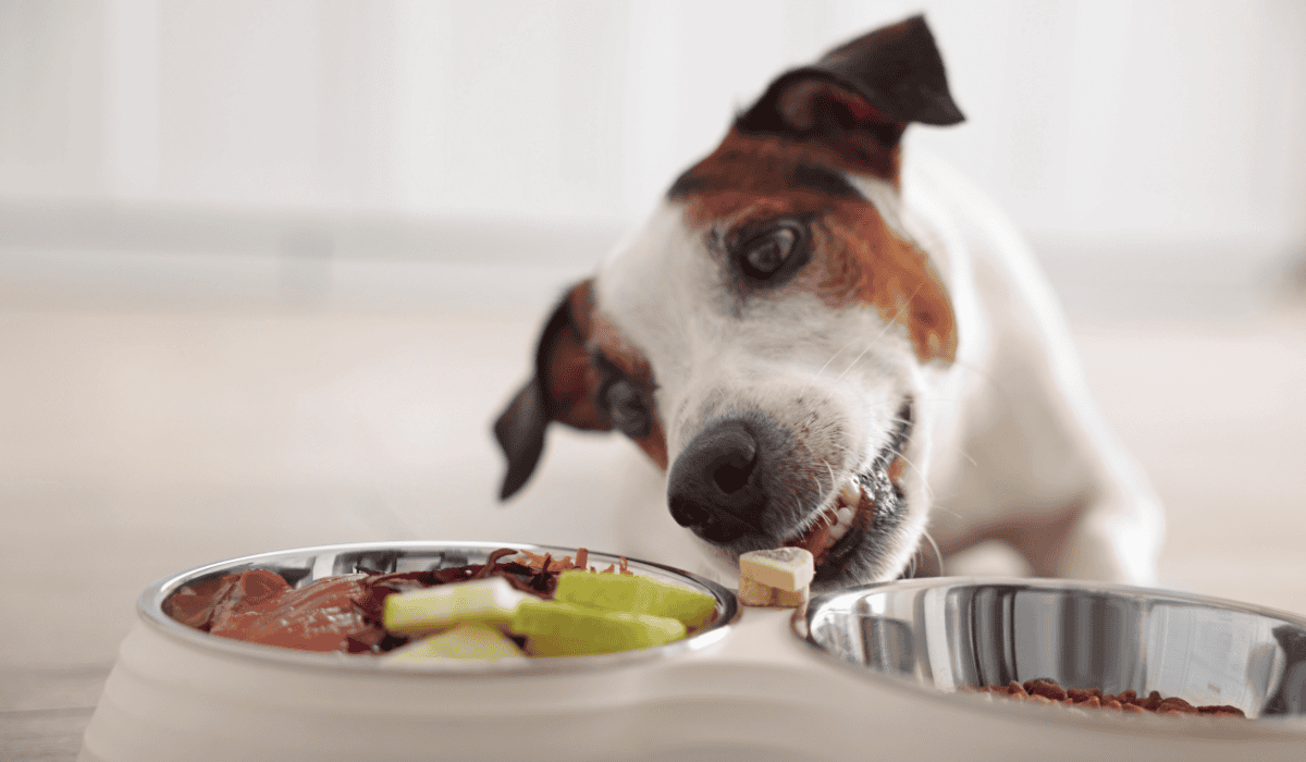 Best Raw Dog Food Subscription Services in 2026: A Transparent Comparison For Pet Parents