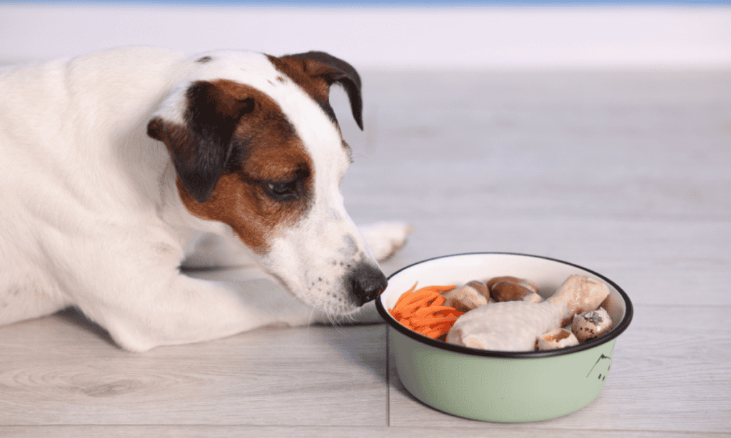 Raw Dog Food Risks vs Benefits