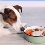 Raw Dog Food Risks vs Benefits