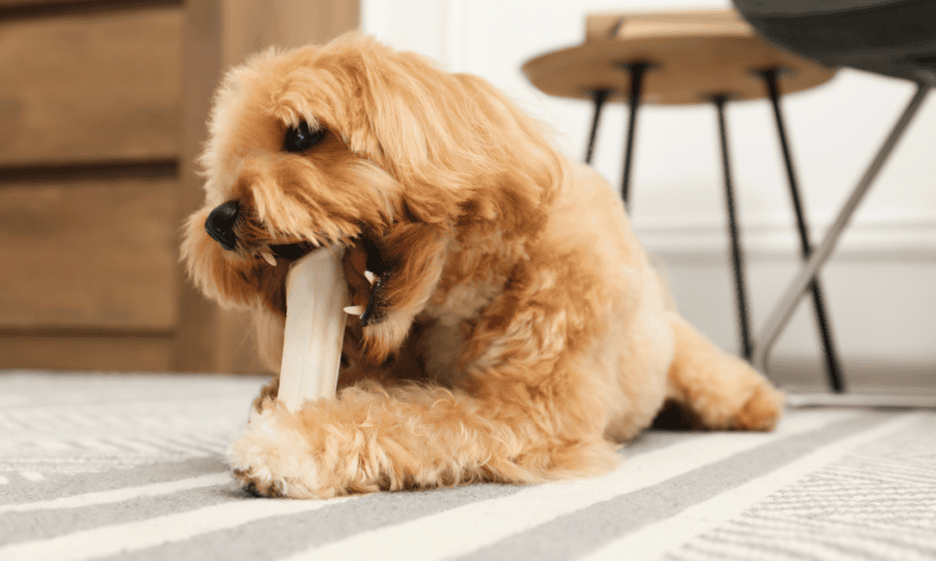 dog eating bone