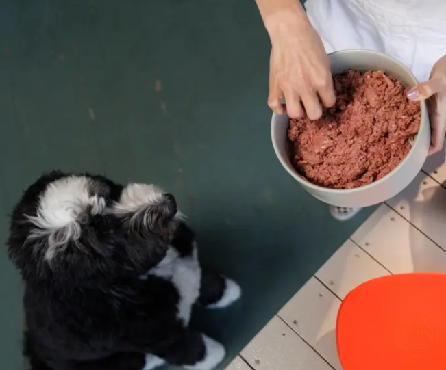 Best Fresh Dog Food Subscription