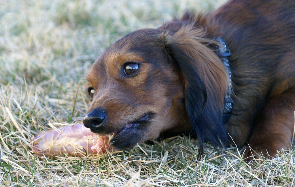 dachshund chewing raw meaty bone
